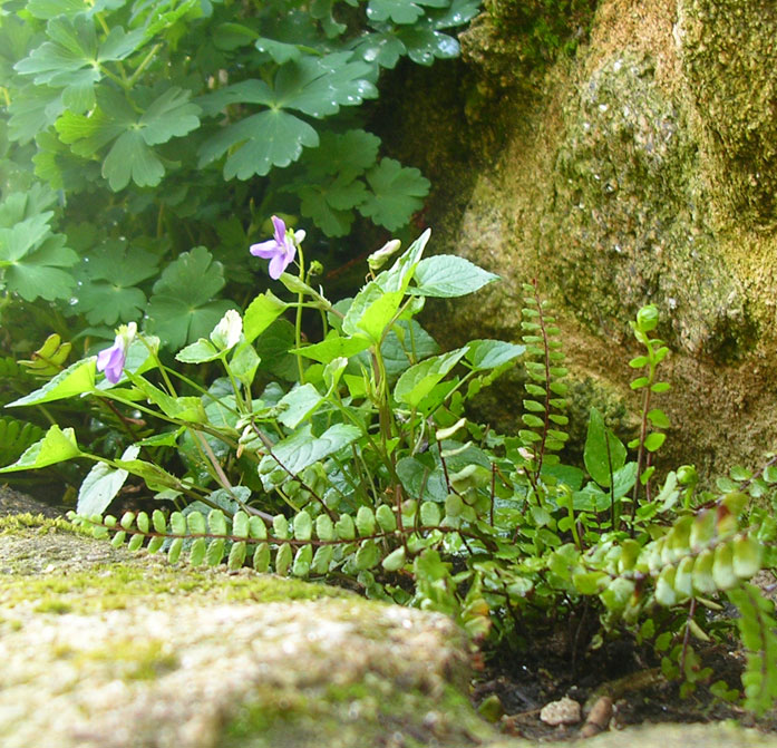 [Foto de planta, jardin, jardineria]