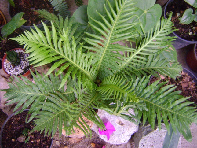 [Foto de planta, jardin, jardineria]