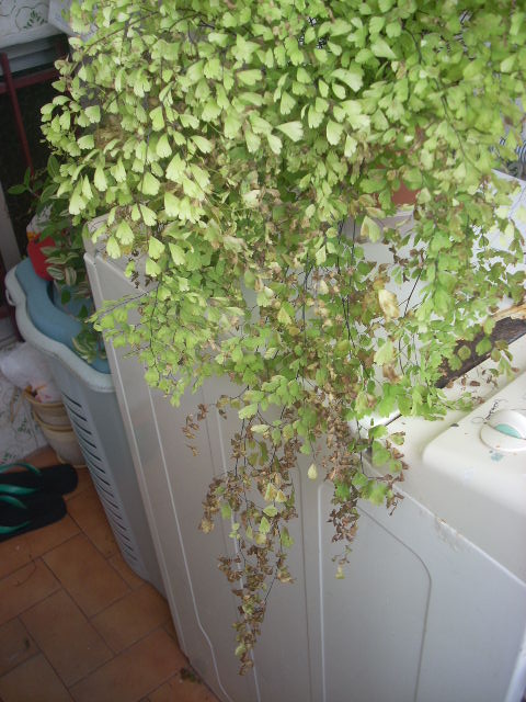 [Foto de planta, jardin, jardineria]