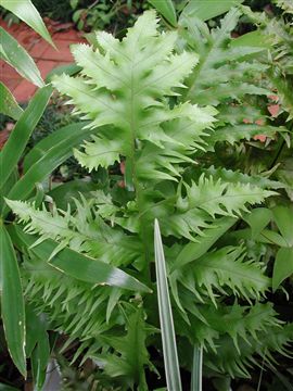 [Foto de planta, jardin, jardineria]