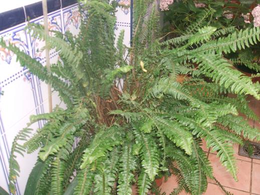 [Foto de planta, jardin, jardineria]