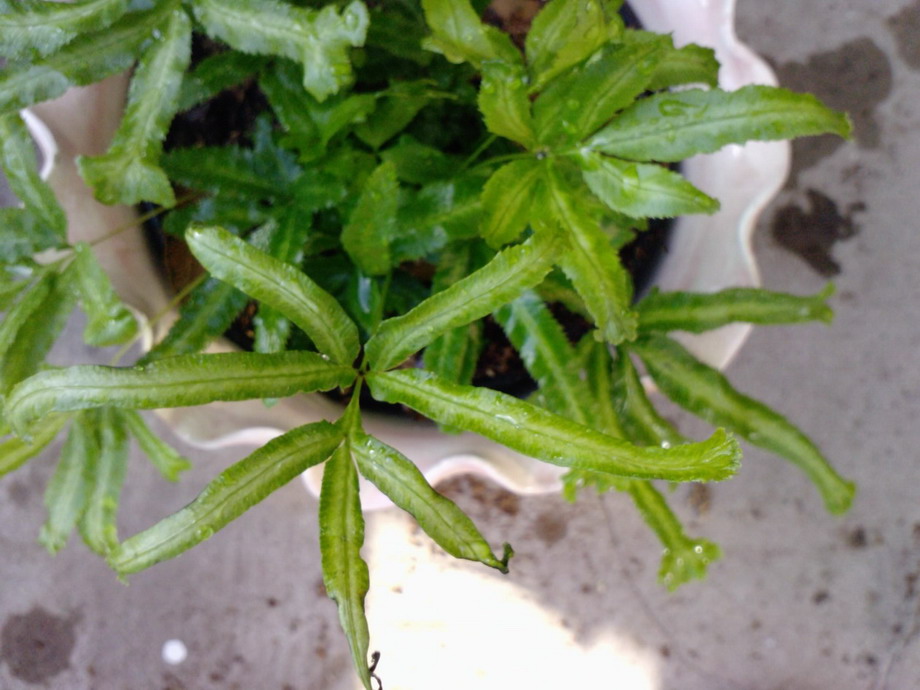 [Foto de planta, jardin, jardineria]