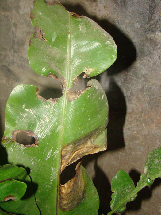 [Foto de planta, jardin, jardineria]