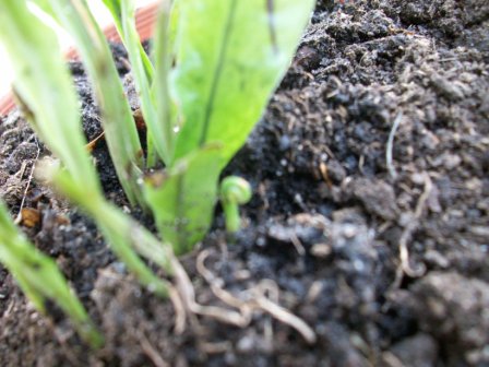 [Foto de planta, jardin, jardineria]