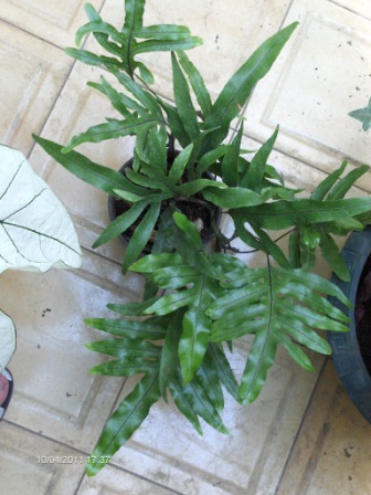 [Foto de planta, jardin, jardineria]