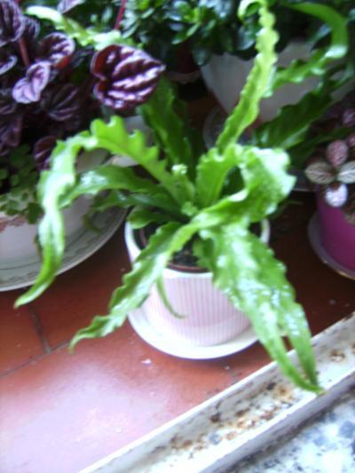 [Foto de planta, jardin, jardineria]