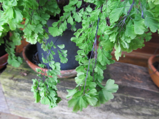 [Foto de planta, jardin, jardineria]