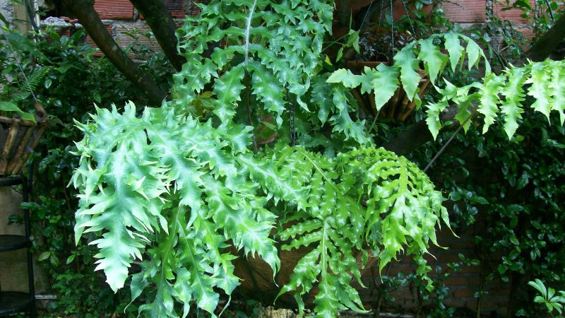 [Foto de planta, jardin, jardineria]