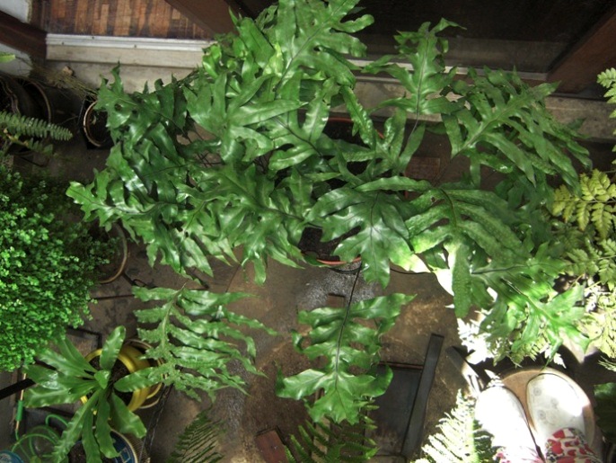 [Foto de planta, jardin, jardineria]