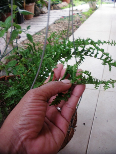 [Foto de planta, jardin, jardineria]