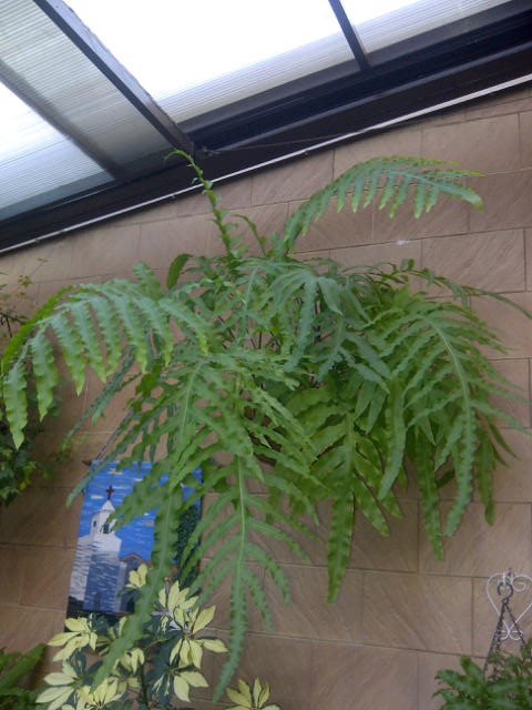 [Foto de planta, jardin, jardineria]