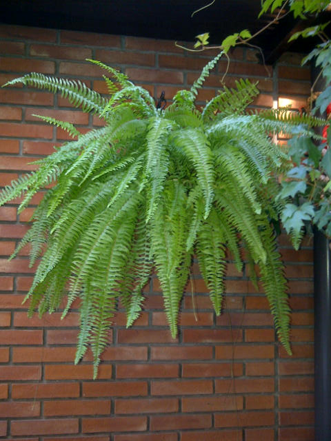 [Foto de planta, jardin, jardineria]