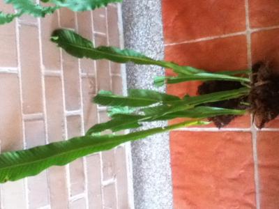 [Foto de planta, jardin, jardineria]