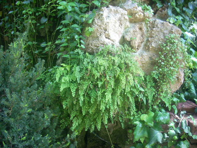 [Foto de planta, jardin, jardineria]