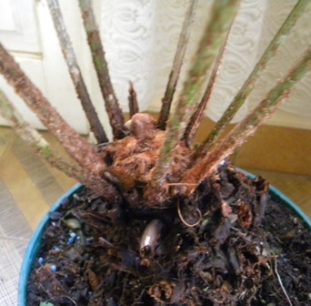 [Foto de planta, jardin, jardineria]