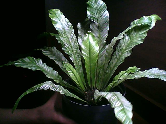 [Foto de planta, jardin, jardineria]