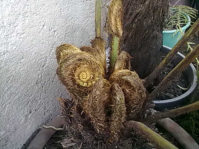 [Foto de planta, jardin, jardineria]