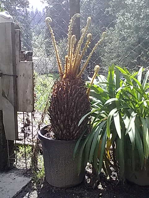 [Foto de planta, jardin, jardineria]