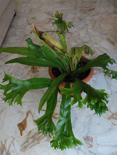 [Foto de planta, jardin, jardineria]