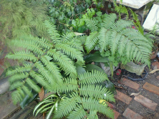 [Foto de planta, jardin, jardineria]