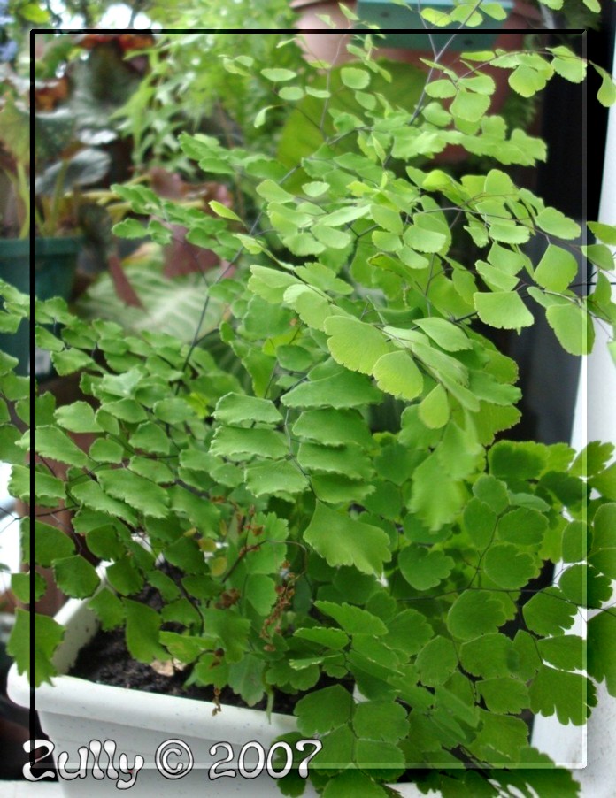 [Foto de planta, jardin, jardineria]