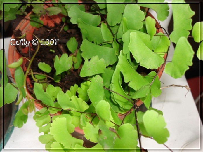 [Foto de planta, jardin, jardineria]