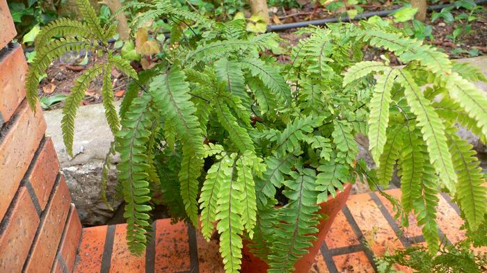 [Foto de planta, jardin, jardineria]