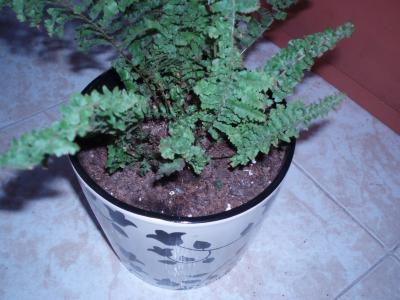 [Foto de planta, jardin, jardineria]
