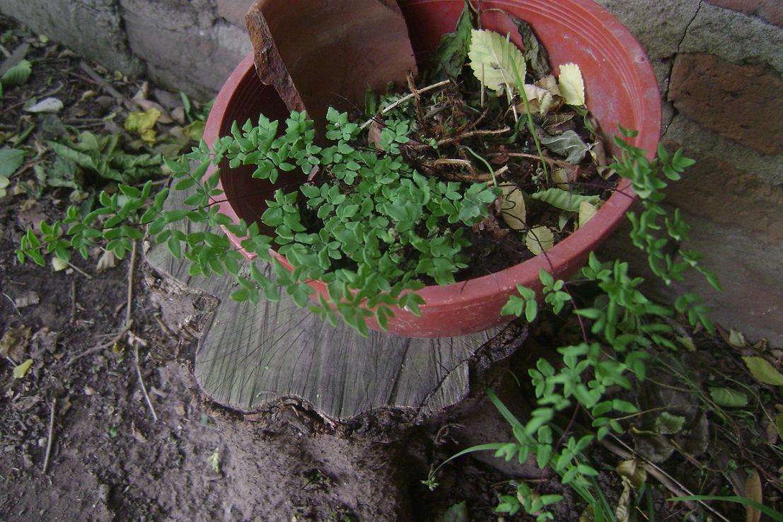 [Foto de planta, jardin, jardineria]