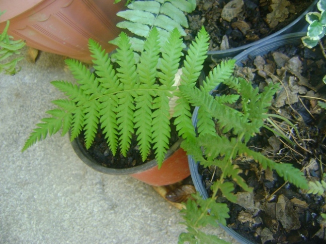 [Foto de planta, jardin, jardineria]