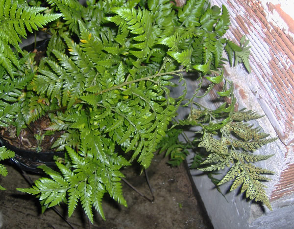 [Foto de planta, jardin, jardineria]