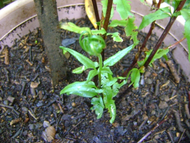 [Foto de planta, jardin, jardineria]