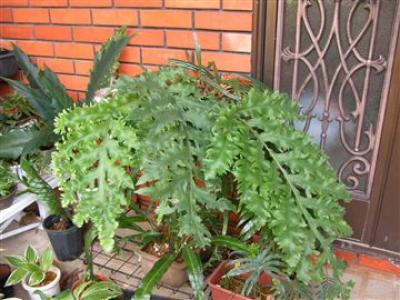 [Foto de planta, jardin, jardineria]