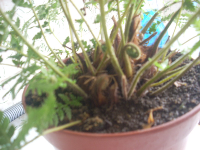 [Foto de planta, jardin, jardineria]