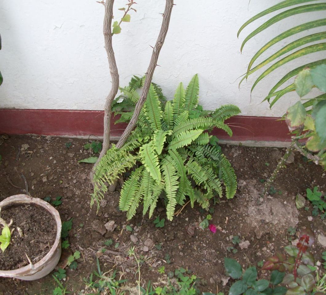 [Foto de planta, jardin, jardineria]