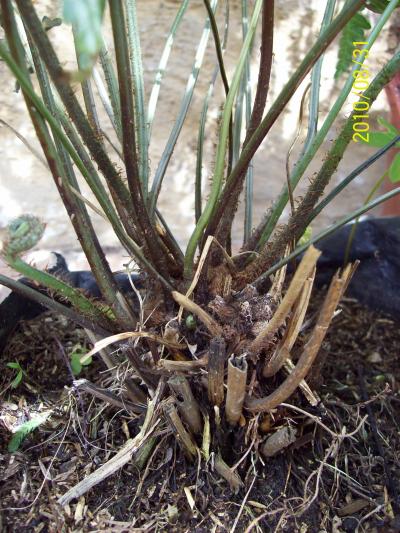 [Foto de planta, jardin, jardineria]
