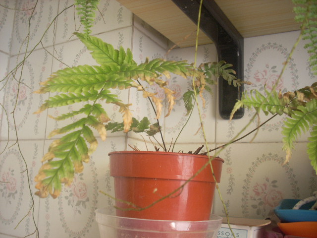 [Foto de planta, jardin, jardineria]