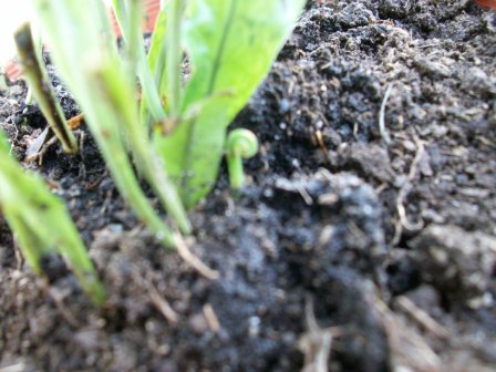 [Foto de planta, jardin, jardineria]