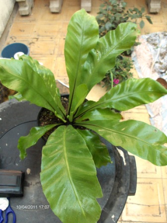 [Foto de planta, jardin, jardineria]