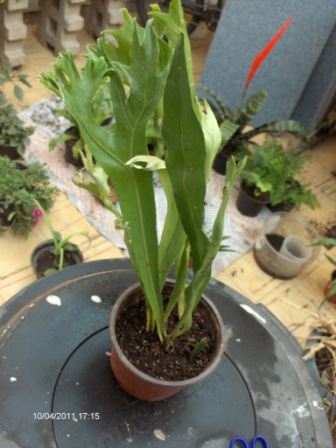 [Foto de planta, jardin, jardineria]