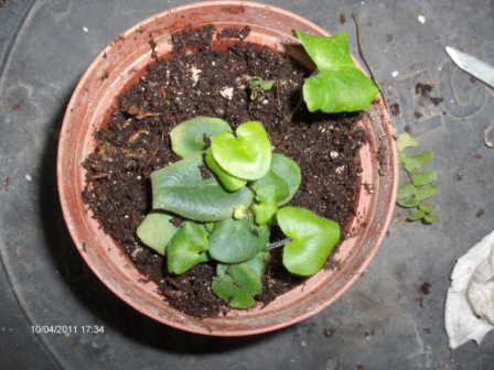 [Foto de planta, jardin, jardineria]