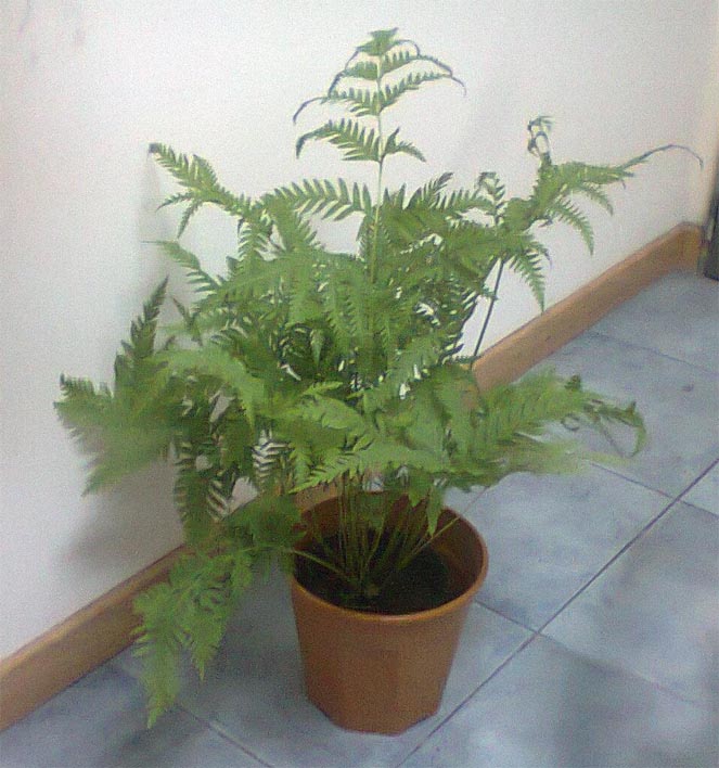 [Foto de planta, jardin, jardineria]