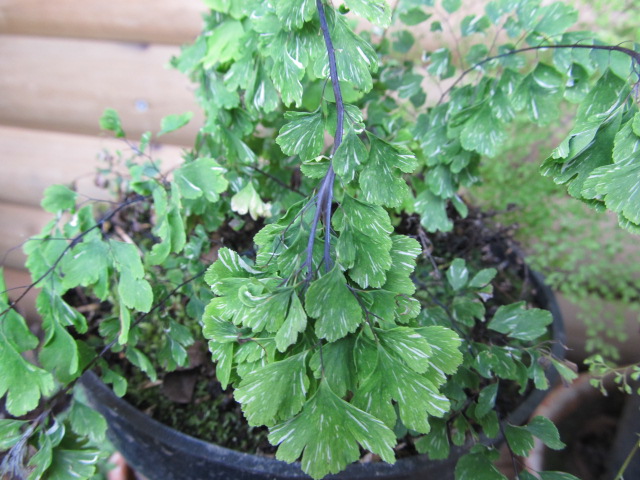 [Foto de planta, jardin, jardineria]