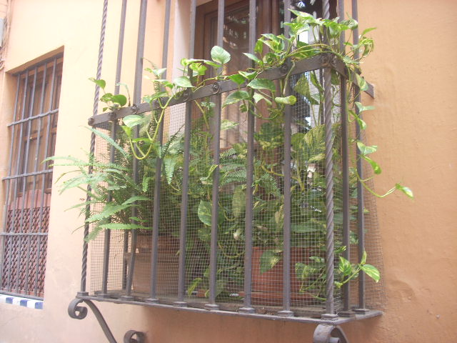 [Foto de planta, jardin, jardineria]
