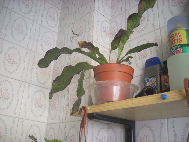 [Foto de planta, jardin, jardineria]