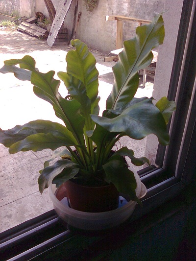 [Foto de planta, jardin, jardineria]