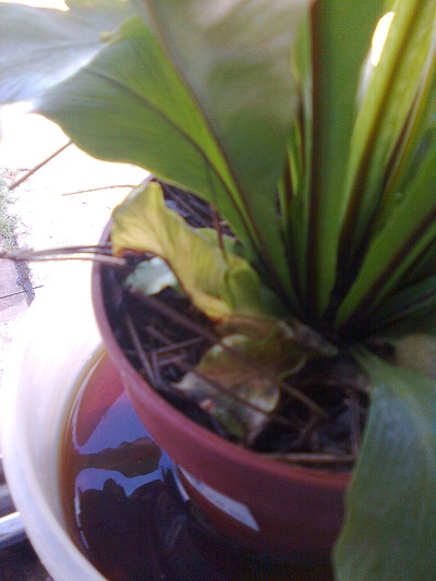[Foto de planta, jardin, jardineria]