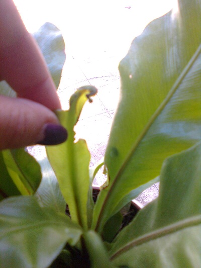 [Foto de planta, jardin, jardineria]