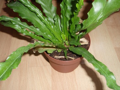 [Foto de planta, jardin, jardineria]
