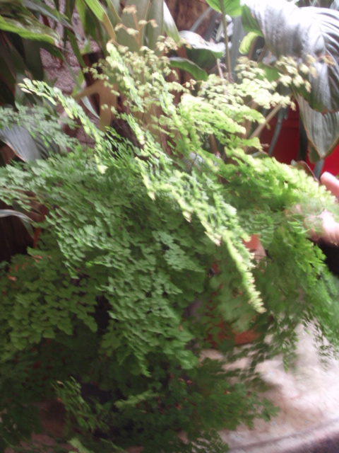 [Foto de planta, jardin, jardineria]